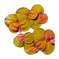 Red Root Floater | Phyllanthus fluitans