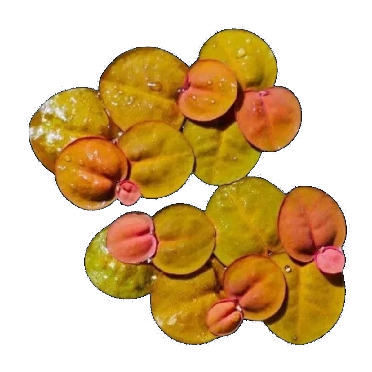 Red Root Floater | Phyllanthus fluitans