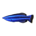 Red Sea Four Line Cleaner Wrasse | Larabicus quadrilineatus