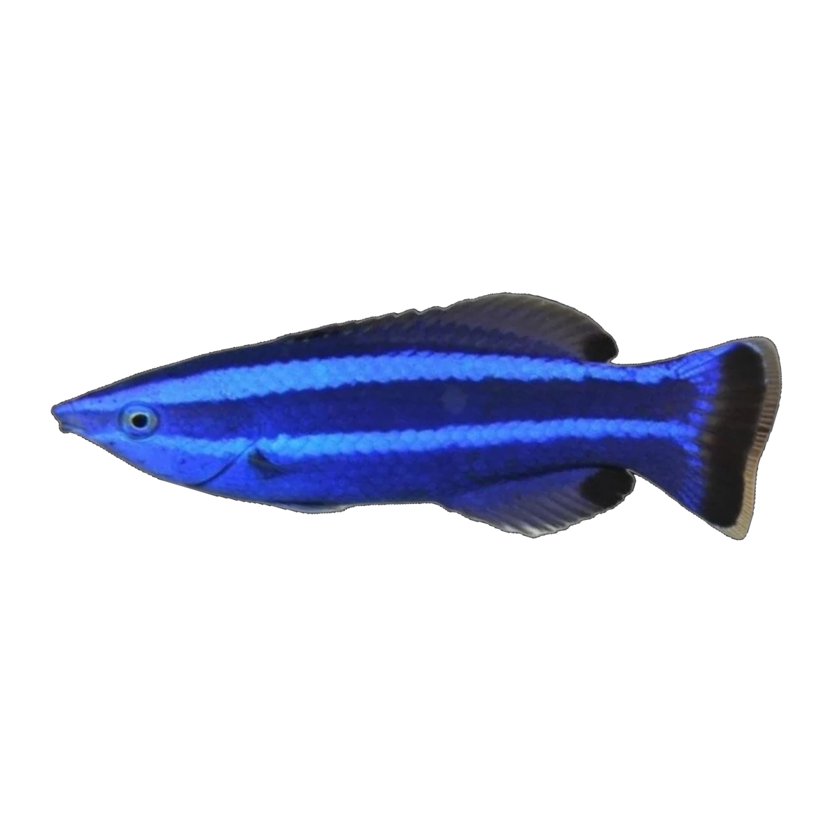 Red Sea Four Line Cleaner Wrasse | Larabicus quadrilineatus