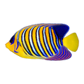 Red Sea Regal Angelfish | Pygoplites diacanthus