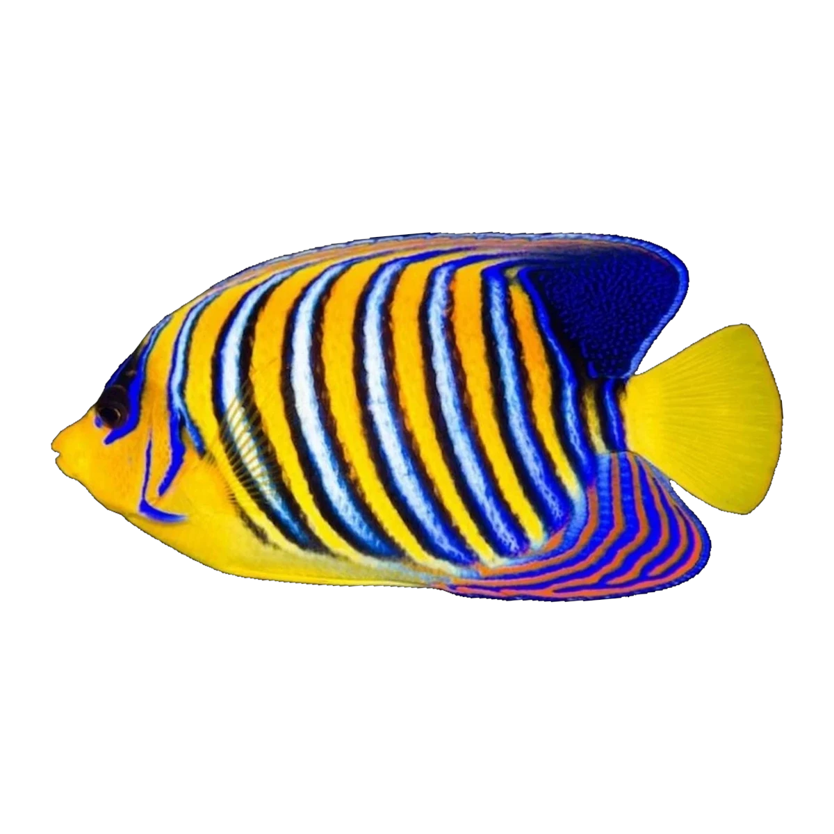 Red Sea Regal Angelfish | Pygoplites diacanthus