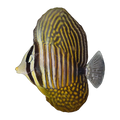 Red Sea Sailfin Tang | Zebrasoma desjardinii