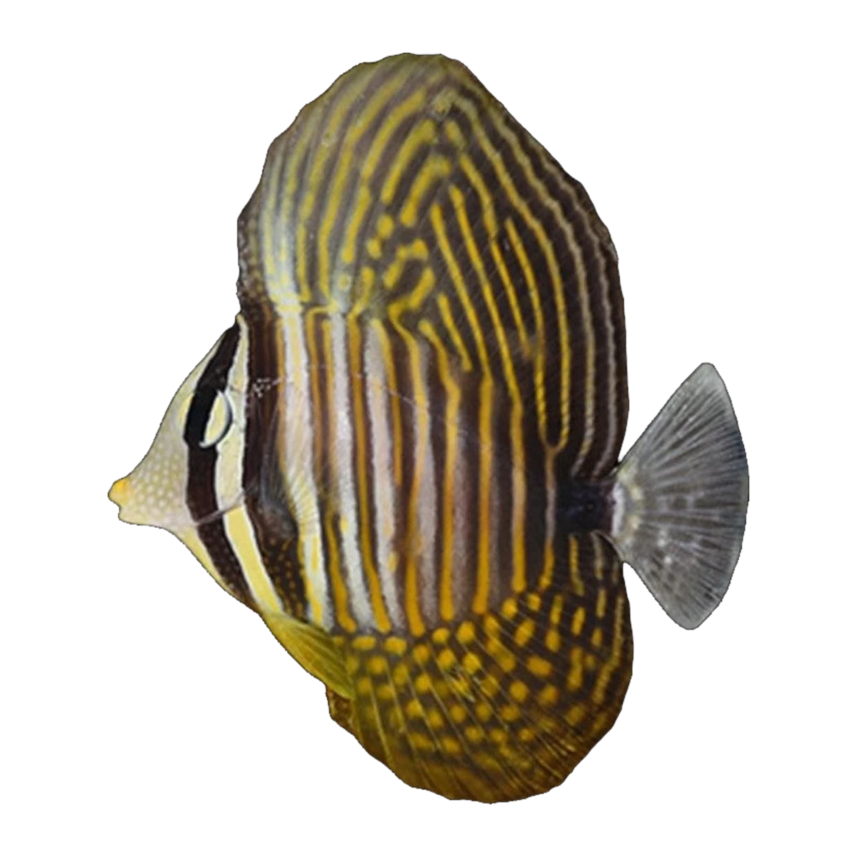 Red Sea Sailfin Tang | Zebrasoma desjardinii