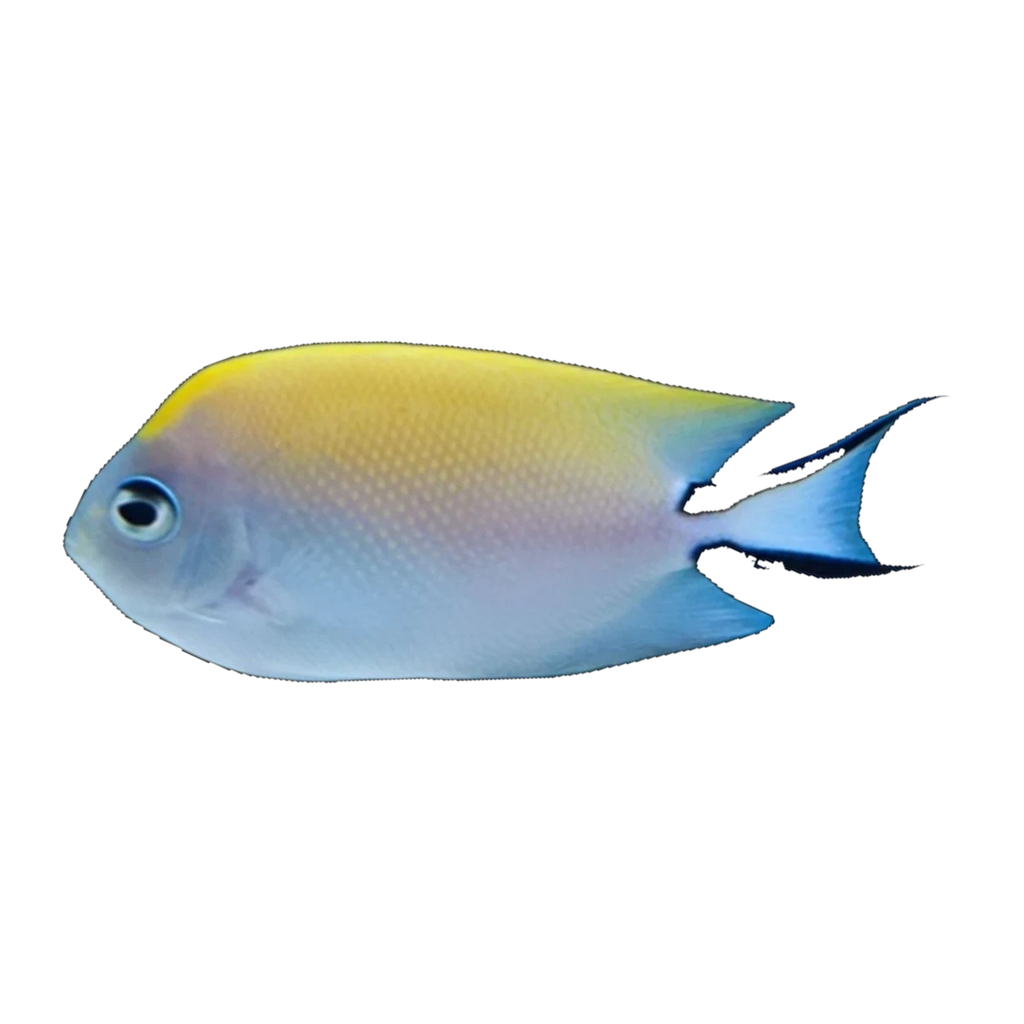Red Sea Swallowtail Angelfish Female | Genicanthus caudovittatus