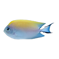 Red Sea Swallowtail Angelfish Female | Genicanthus caudovittatus