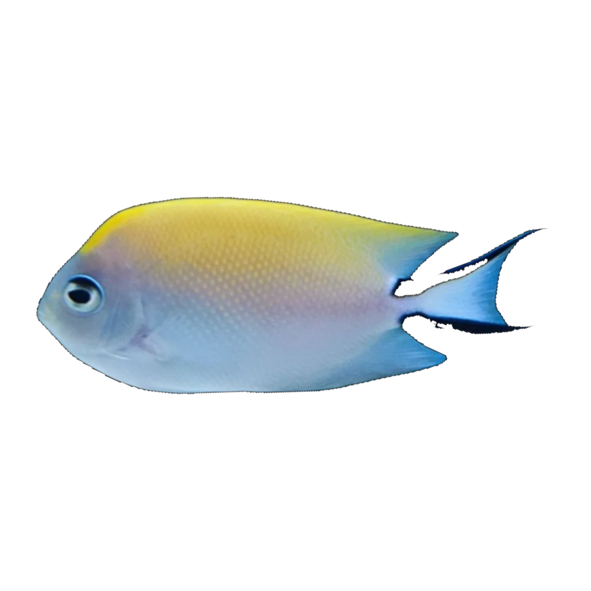 Red Sea Swallowtail Angelfish Female | Genicanthus caudovittatus