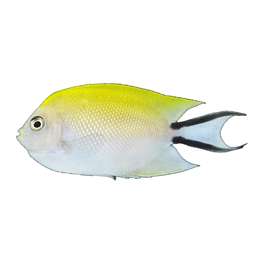 Red Sea Swallowtail Angelfish Female | Genicanthus caudovittatus