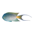 Red Sea Swallowtail Angelfish Male | Genicanthus caudovittatus