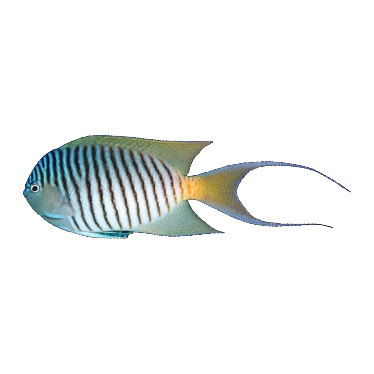 Red Sea Swallowtail Angelfish Male | Genicanthus caudovittatus