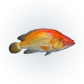 Red Snook (Petenia splendida), side profile facing right