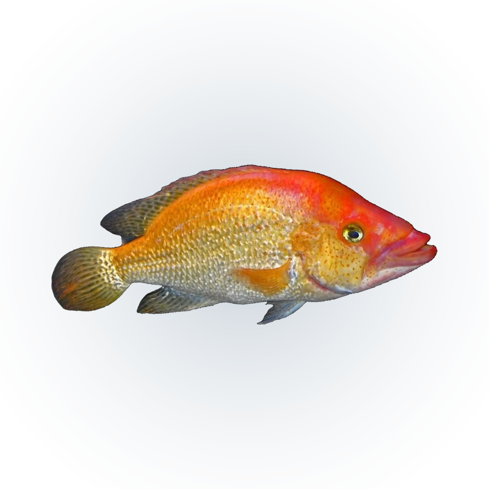Red Snook (Petenia splendida), side profile facing right