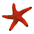 Red Fromia Sea Star | Fromia indica