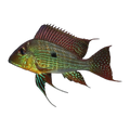 Red Striped Earth Eater (Geophagus surinamensis)