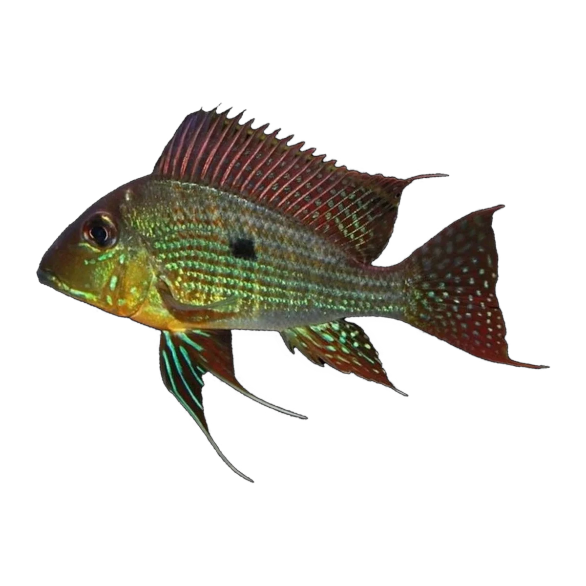 Red Striped Earth Eater (Geophagus surinamensis)