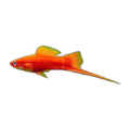 Red Swordtail | Xiphophorus hellerii
