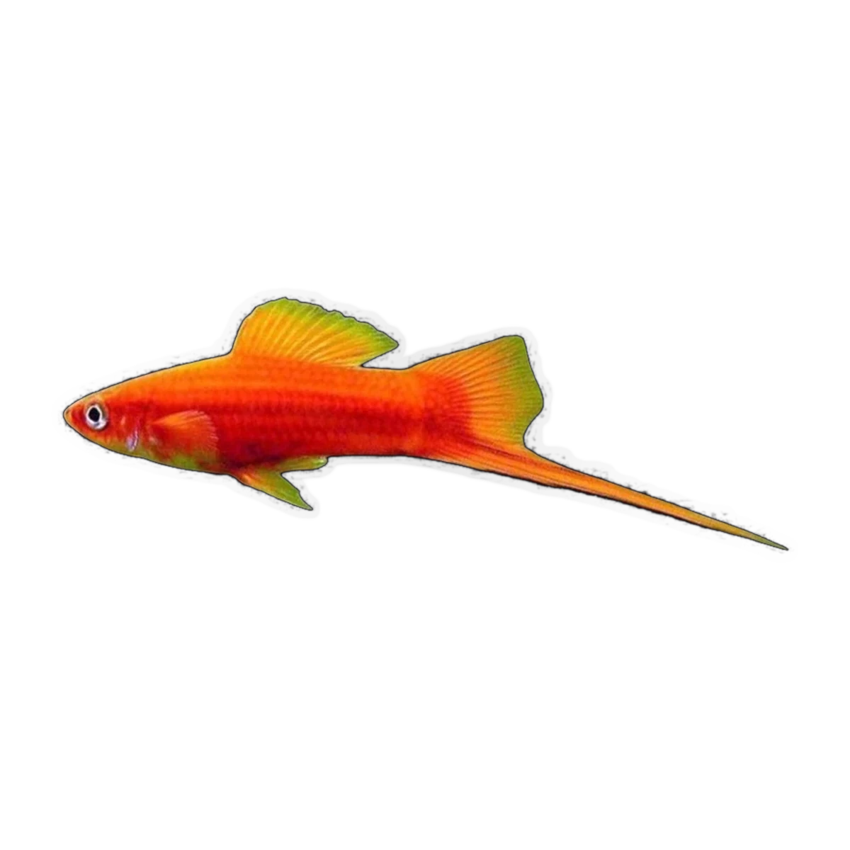 Red Swordtail | Xiphophorus hellerii