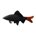 Red Tail Black Shark