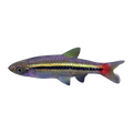 Red Tail Rasbora