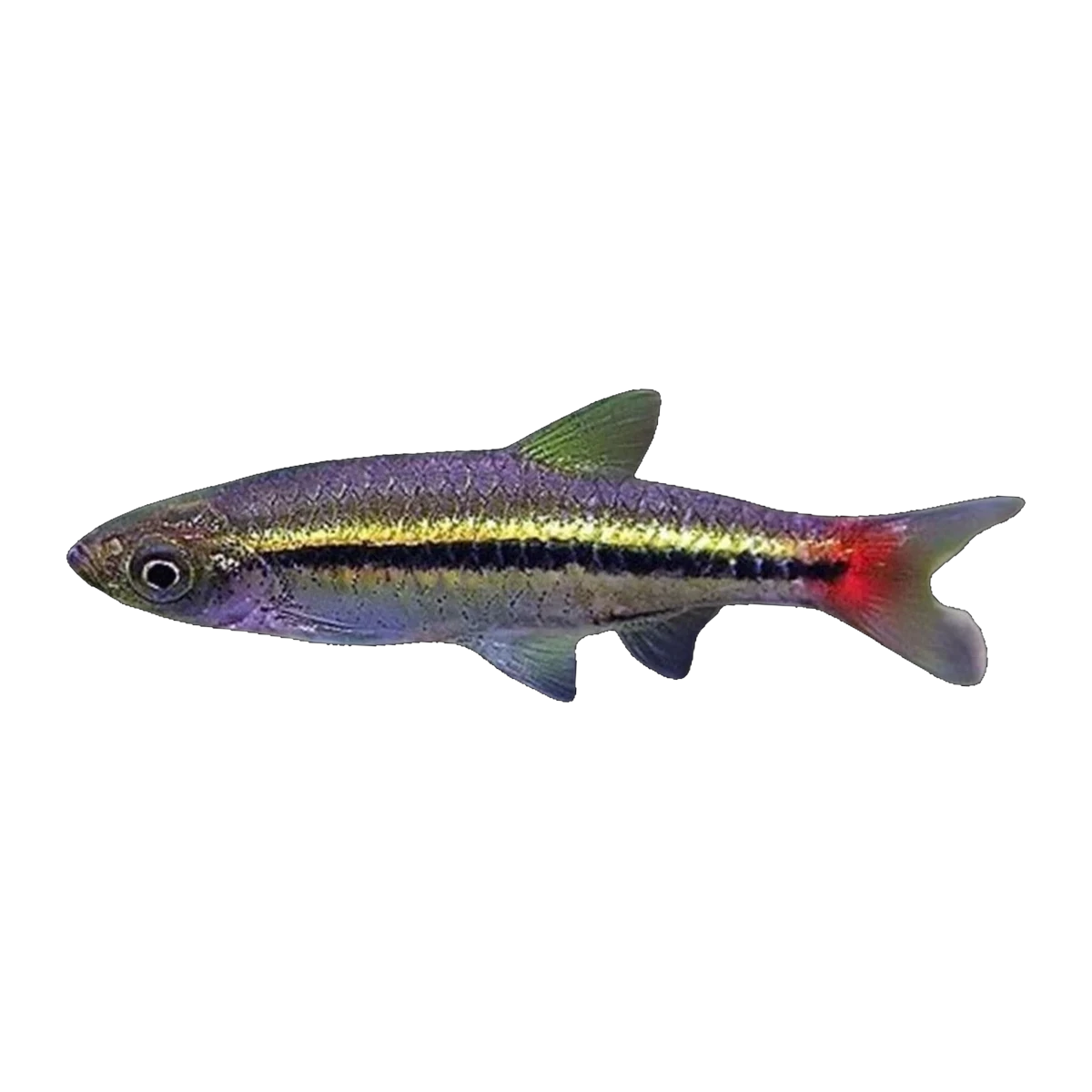 Red Tail Rasbora
