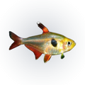 Red Tail Yellow Phantom Tetra | Hyphessobrycon roseus