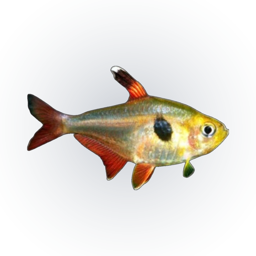 Red Tail Yellow Phantom Tetra | Hyphessobrycon roseus