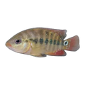 Red Terror Cichlid (Mesoheros festae)