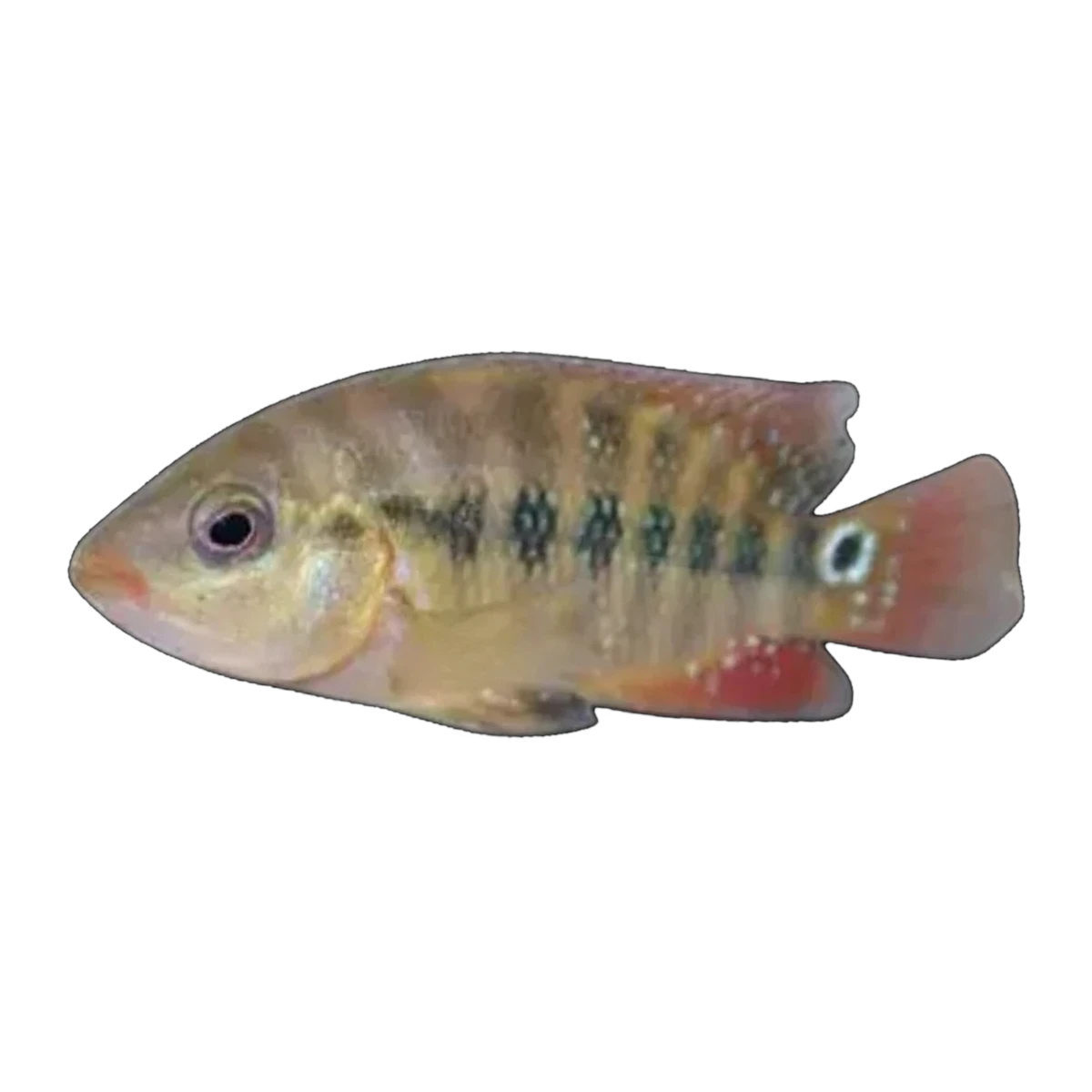 Red Terror Cichlid (Mesoheros festae)