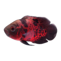 Red Tiger Leopard Oscar (Astronotus ocellatus), side profile facing right