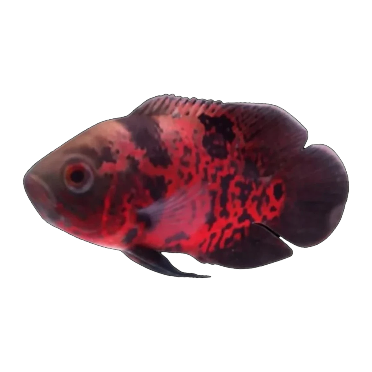 Red Tiger Leopard Oscar (Astronotus ocellatus), side profile facing right