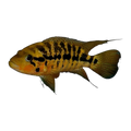 Red Tiger Motaguensis (Parachromis motaguensis), side profile facing right