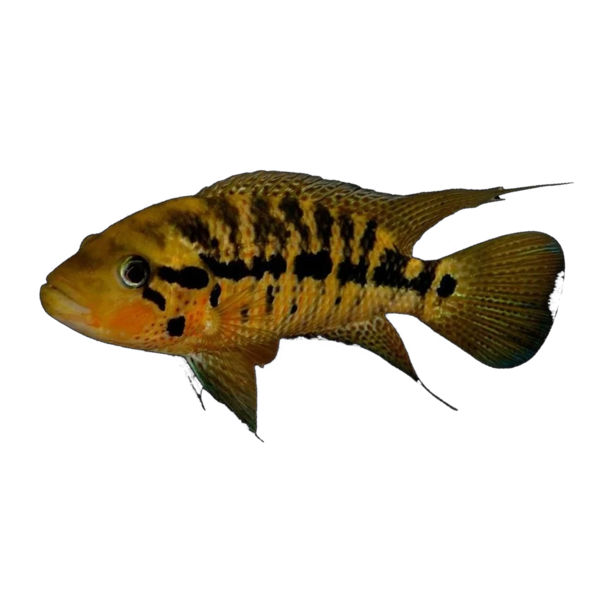 Red Tiger Motaguensis (Parachromis motaguensis), side profile facing right