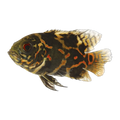 Red Tiger Oscar | Astronotus ocellatus