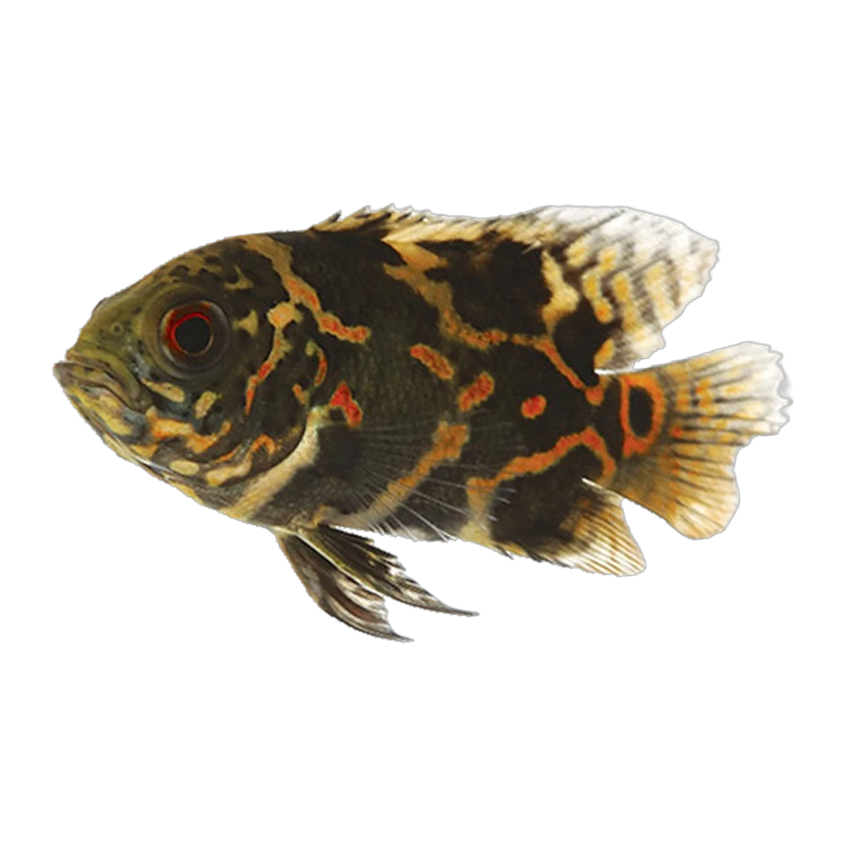 Red Tiger Oscar | Astronotus ocellatus