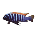 Red Top Zebra (Metriaclima pyrsonotos), side profile facing right
