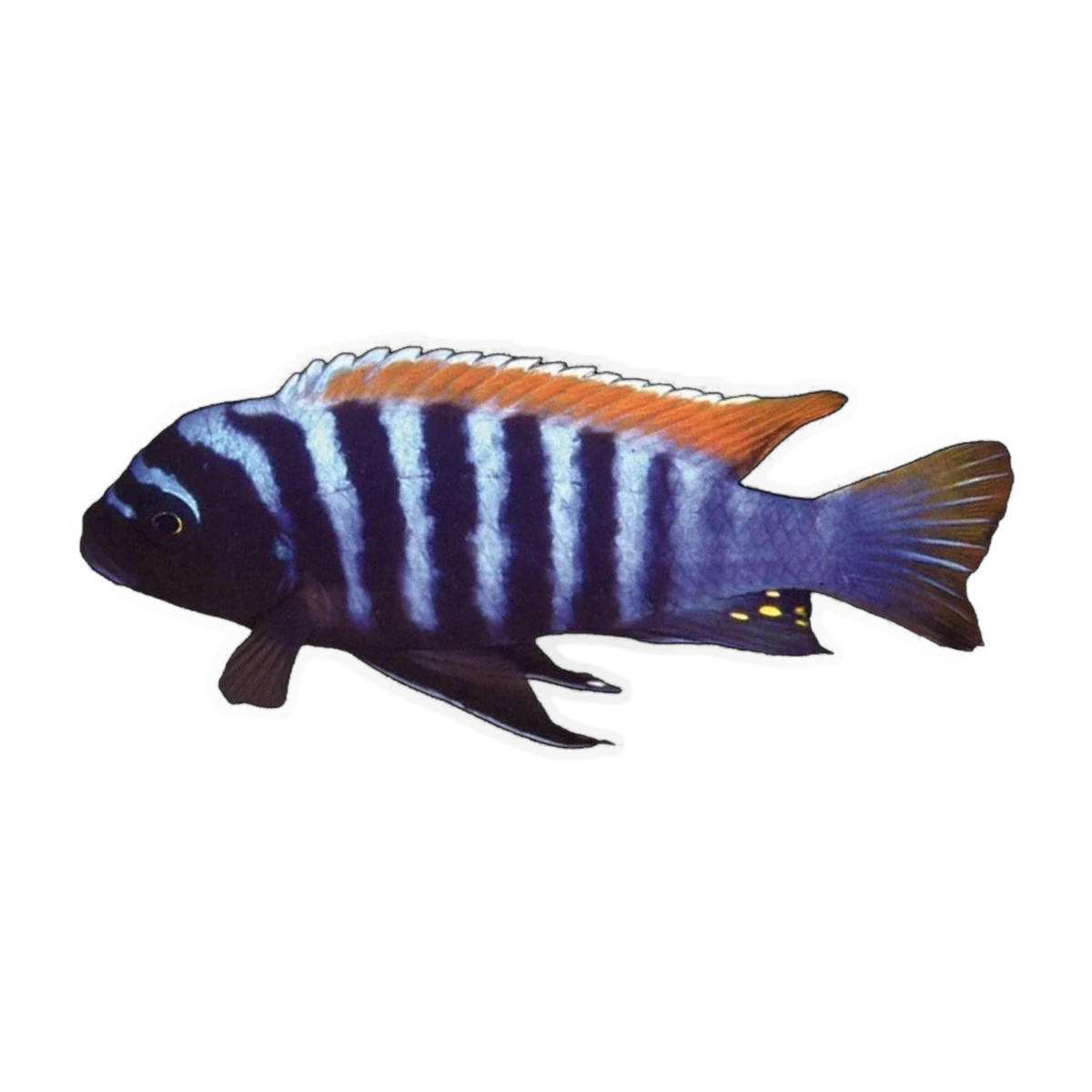 Red Top Zebra (Metriaclima pyrsonotos), side profile facing right