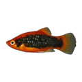 Red Tuxedo Platy | Xiphophorus maculatus
