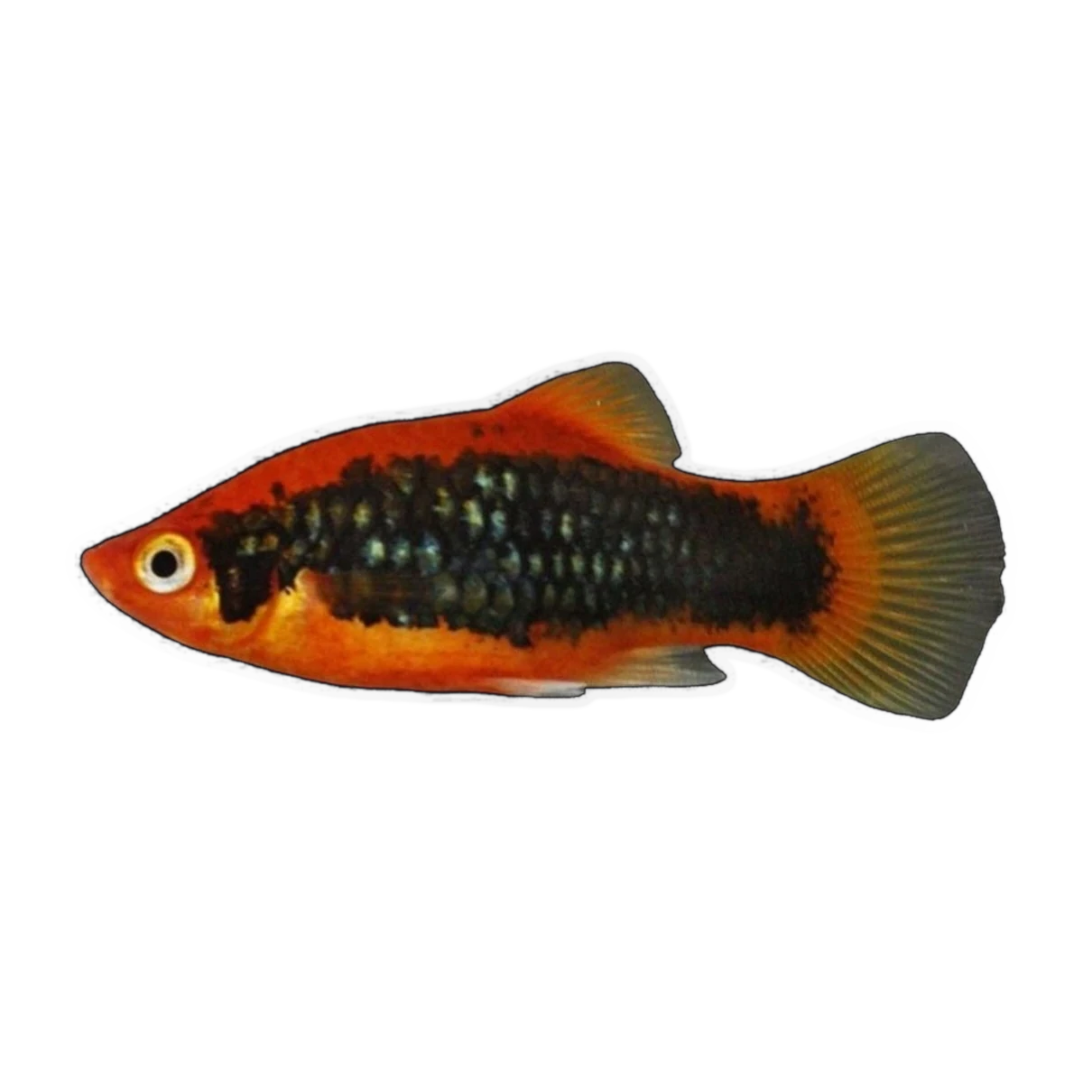 Red Tuxedo Platy | Xiphophorus maculatus
