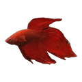 Red Veil Tail Male | Betta splendens