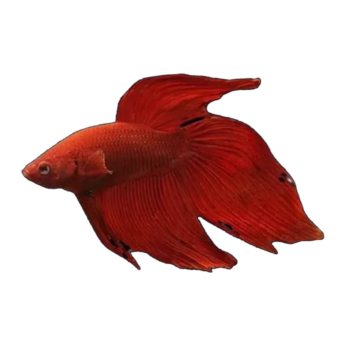 Red Veil Tail Male | Betta splendens