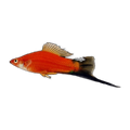 Red Wag Swordtail | Xiphophorus hellerii