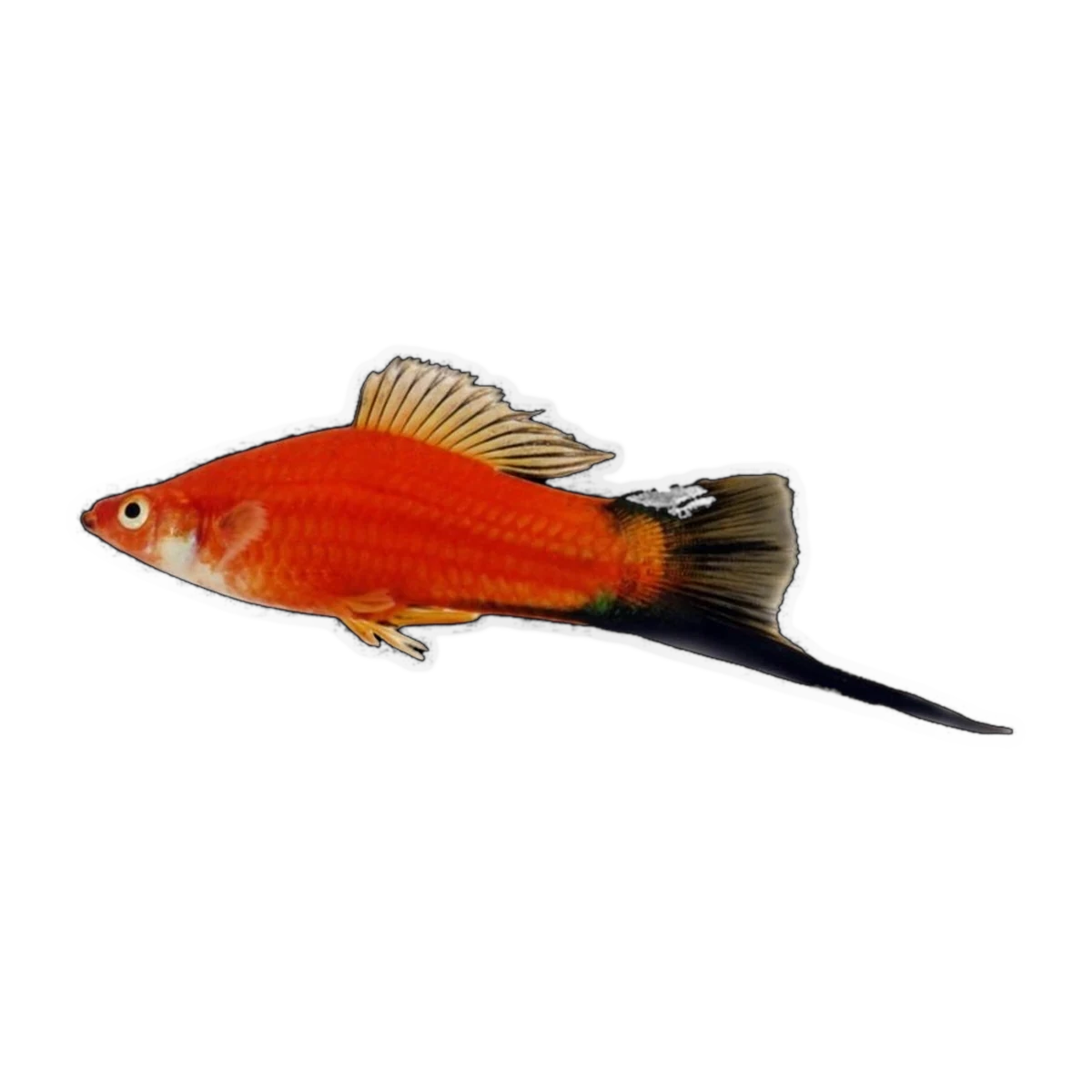 Red Wag Swordtail | Xiphophorus hellerii