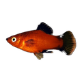 Red Wagtail Platy | Xiphophorus maculatus