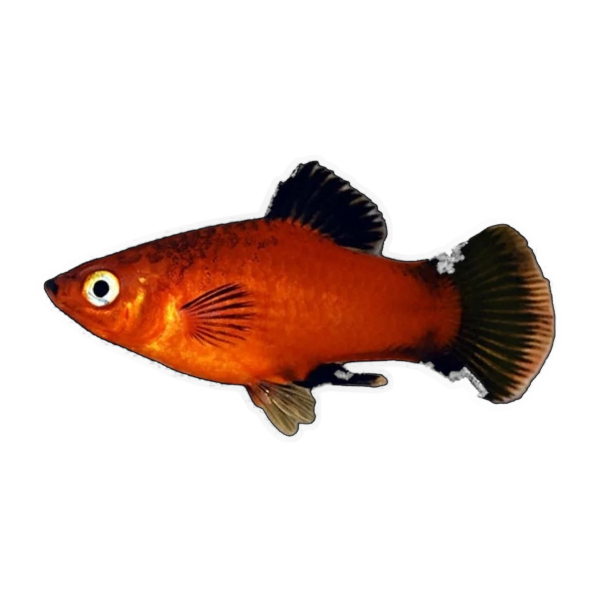 Red Wagtail Platy | Xiphophorus maculatus