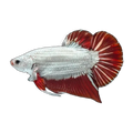 Red & White Dragon Female Fighting Fish | Betta splendens