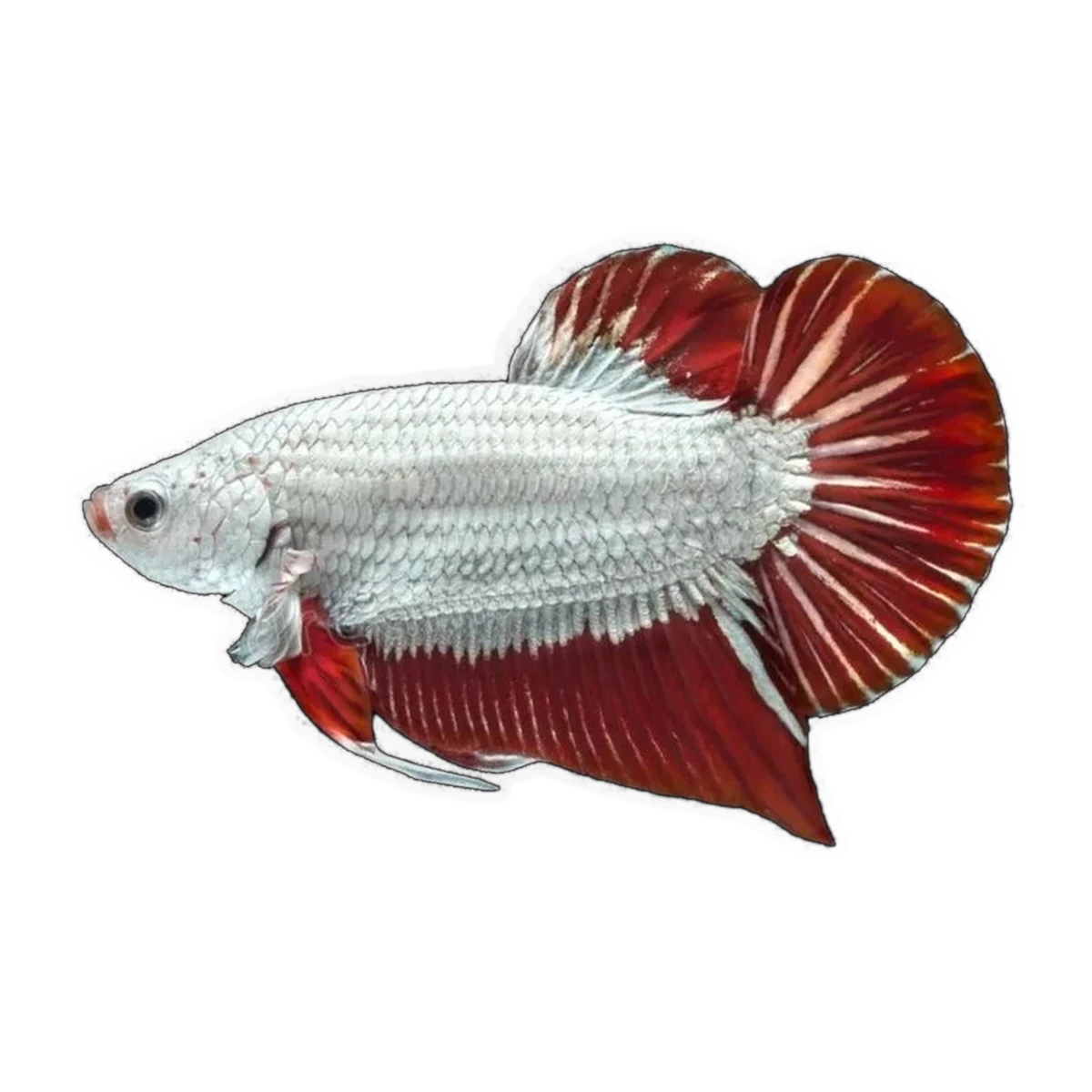 Red & White Dragon Female Fighting Fish | Betta splendens