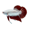 Red & White Dragon Male Fighting Fish | Betta splendens