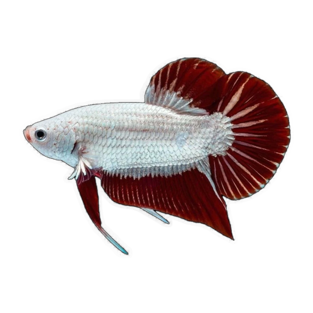 Red & White Dragon Male Fighting Fish | Betta splendens