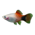 Red White Micky Mouse Platy (Xiphophorus maculatus), side profile facing right