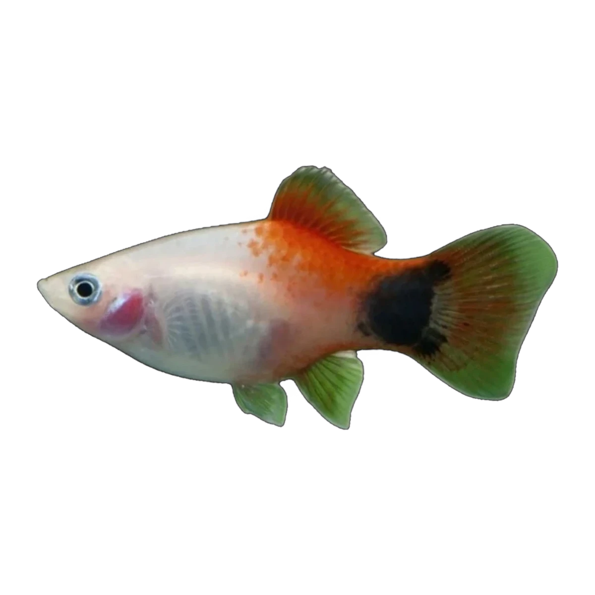 Red White Micky Mouse Platy (Xiphophorus maculatus), side profile facing right